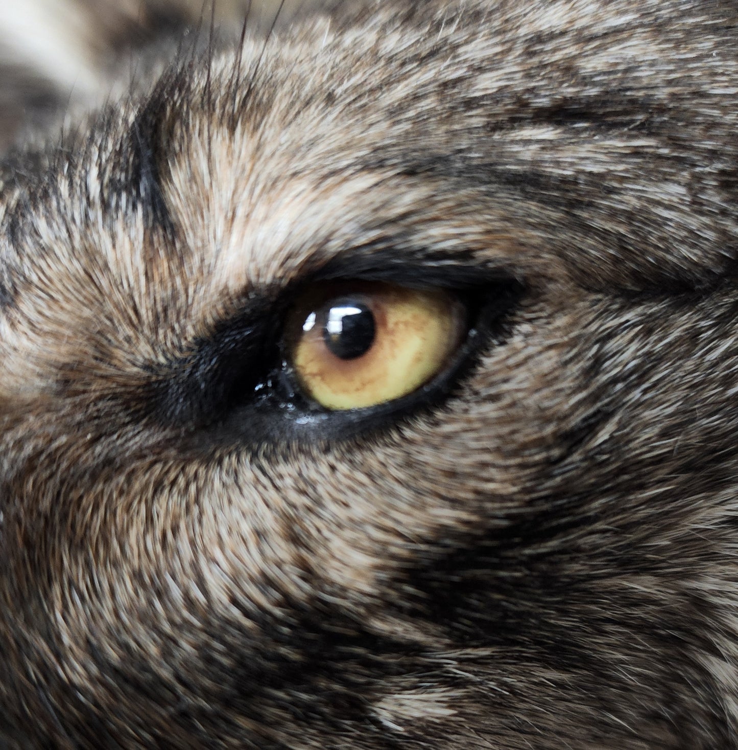 Coyote Shoulder Mount