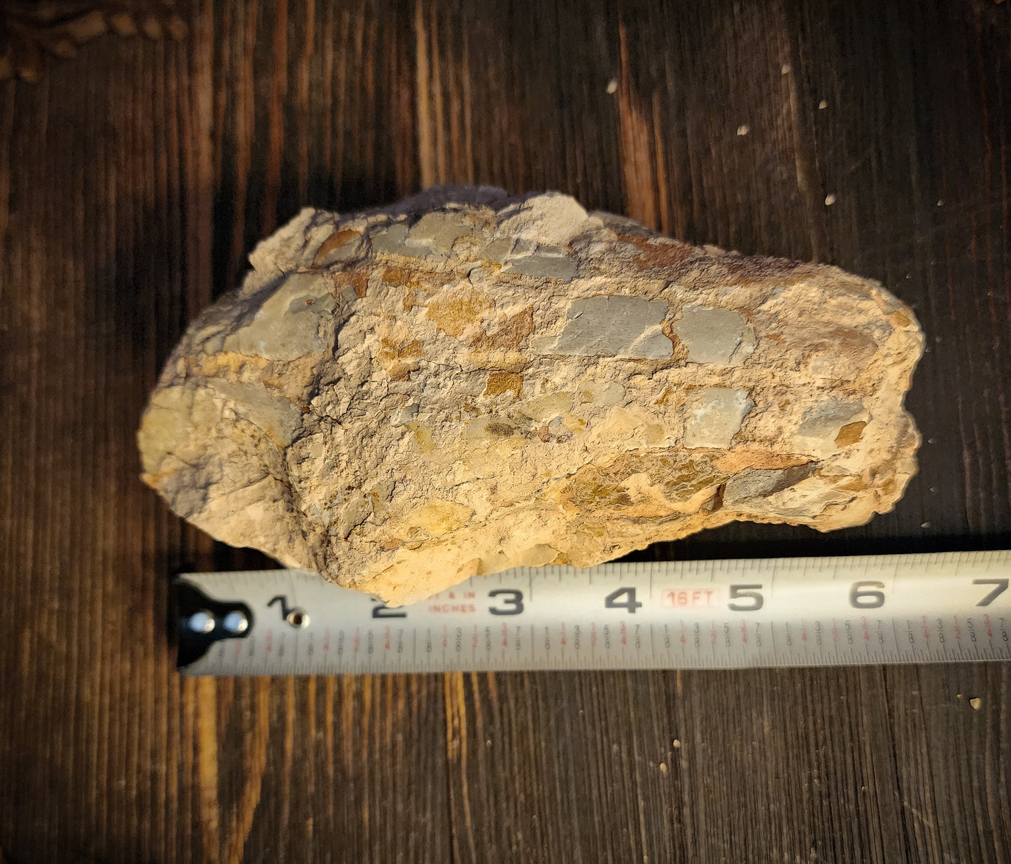 Fossilized Oreodont Partial Skull