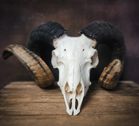 Authentic Ram Skull