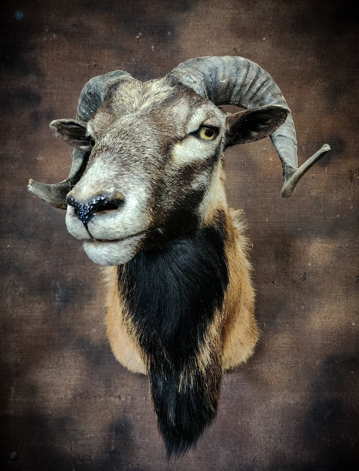 Ram Taxidermy Shoulder Mount