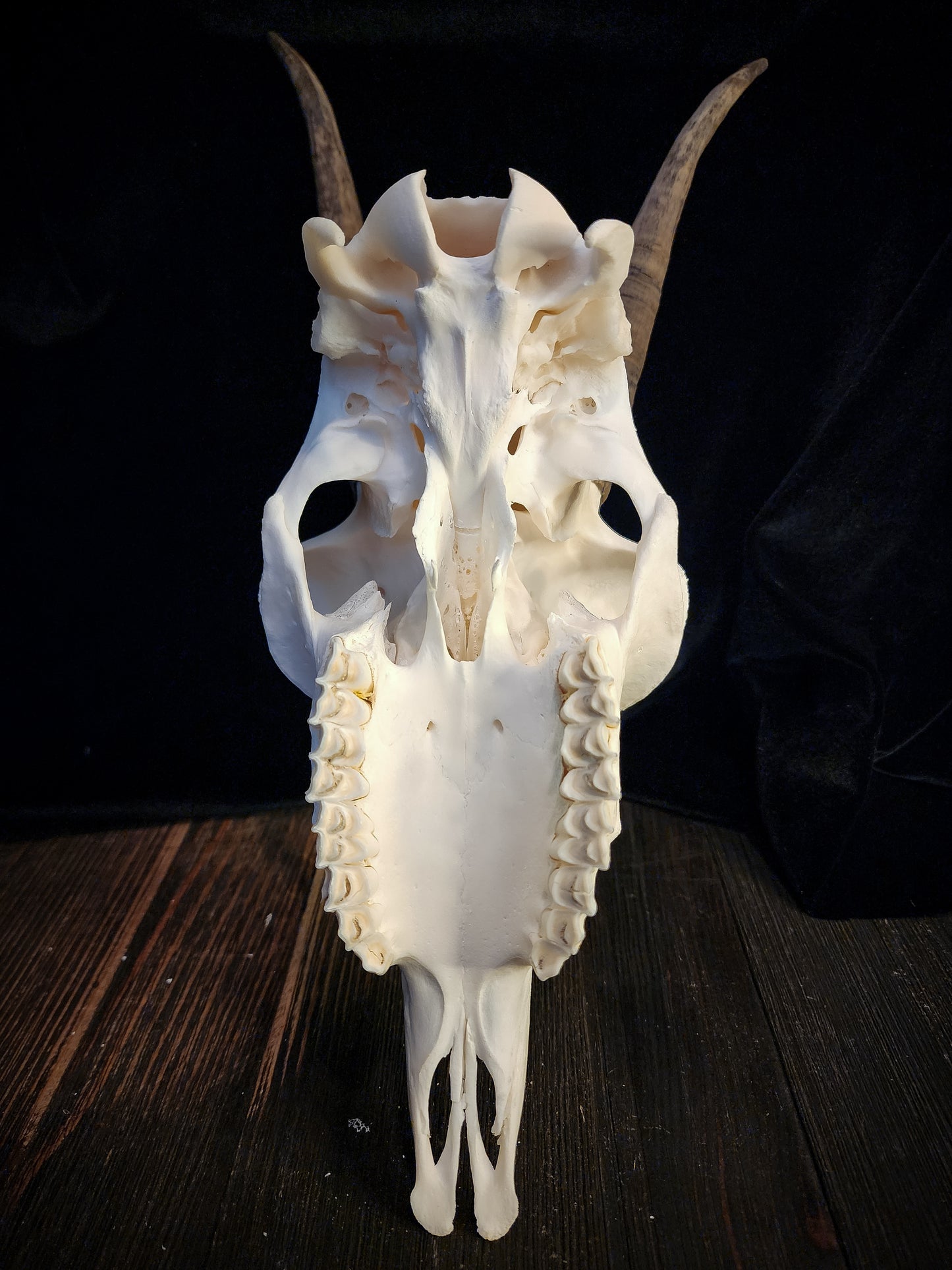 Goat Skull, Real Bone