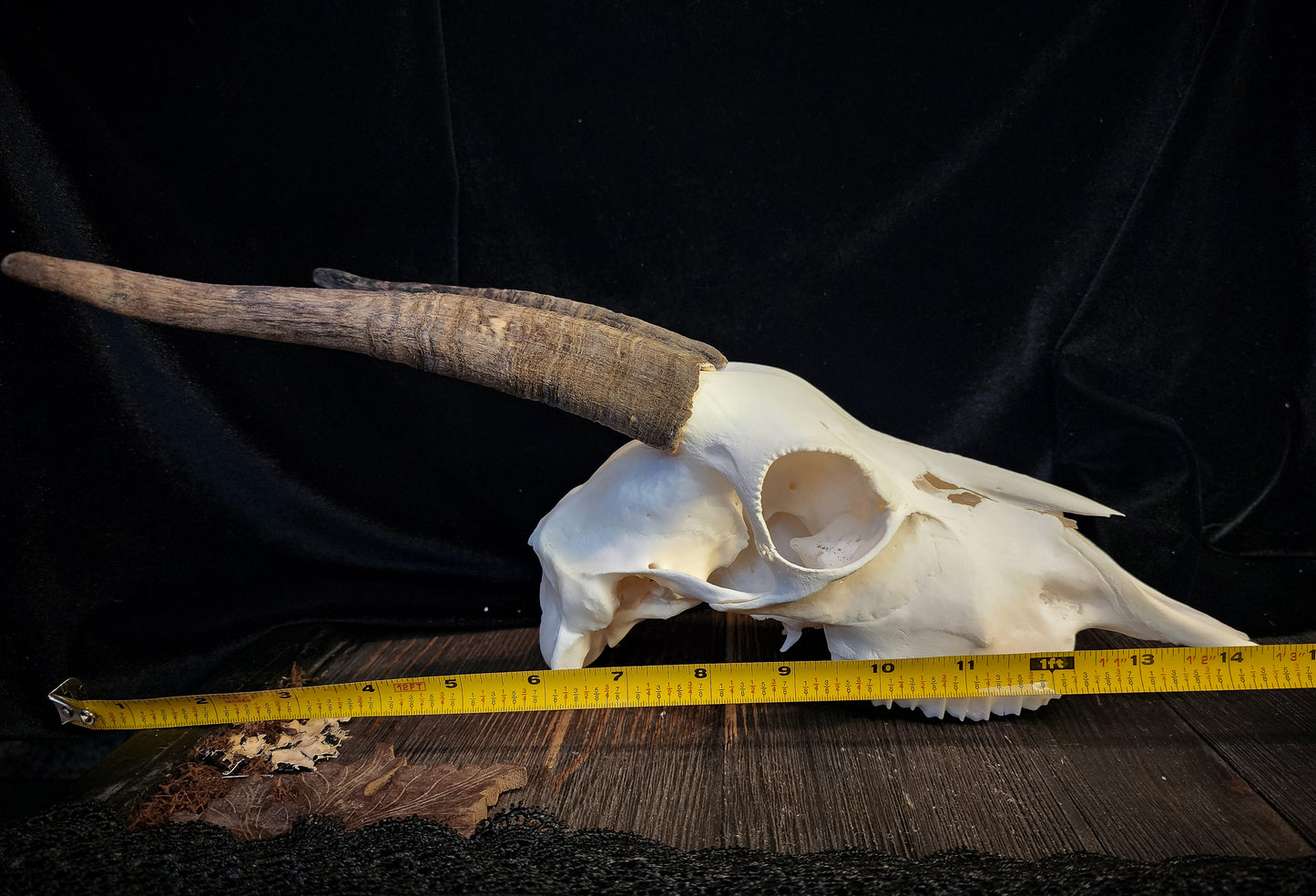 Goat Skull, Real Bone