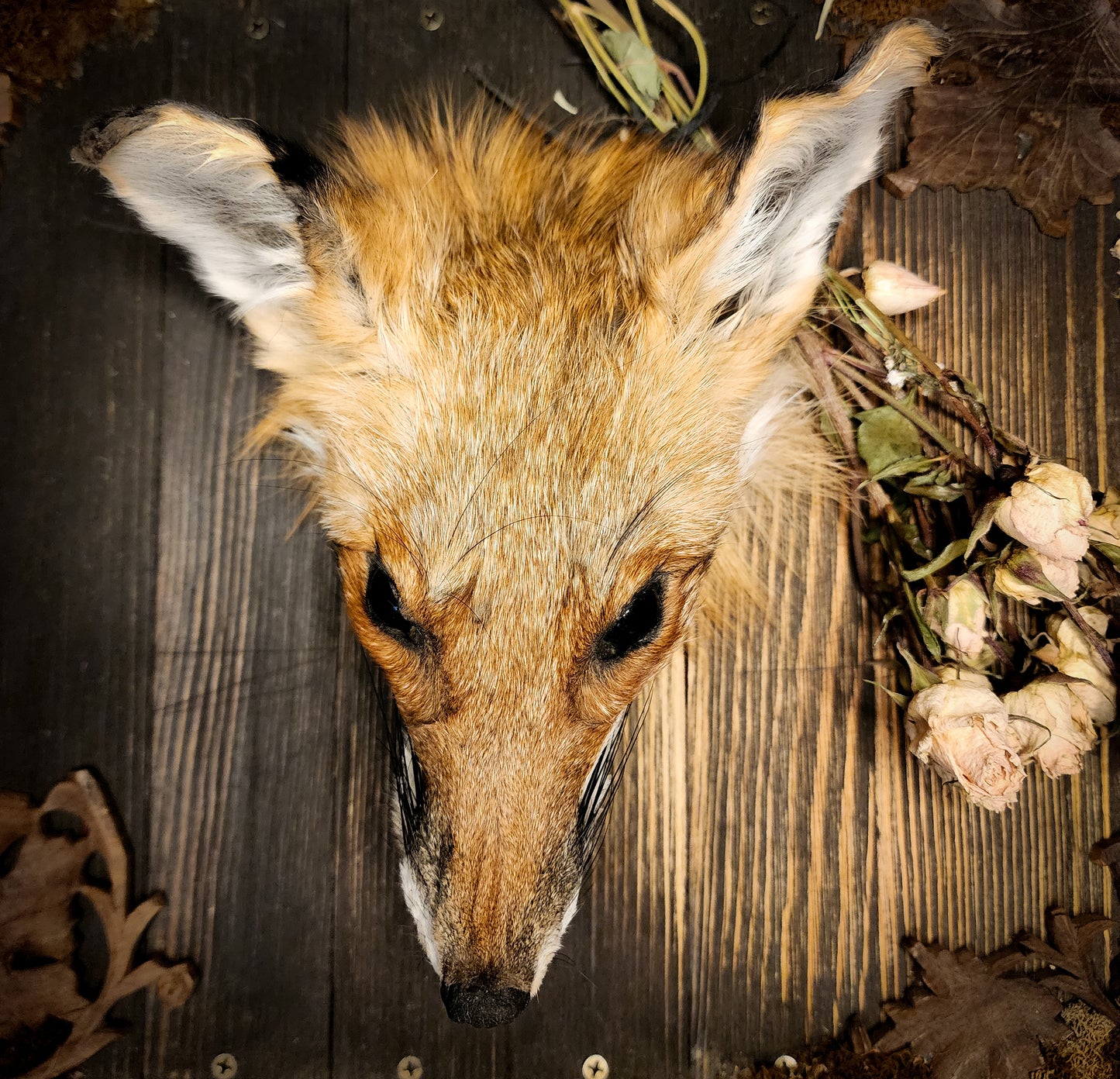 Mummified Fox Head