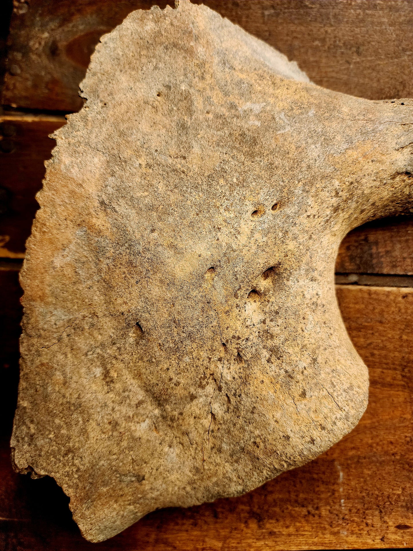 Fossilized Bison Skull Cap