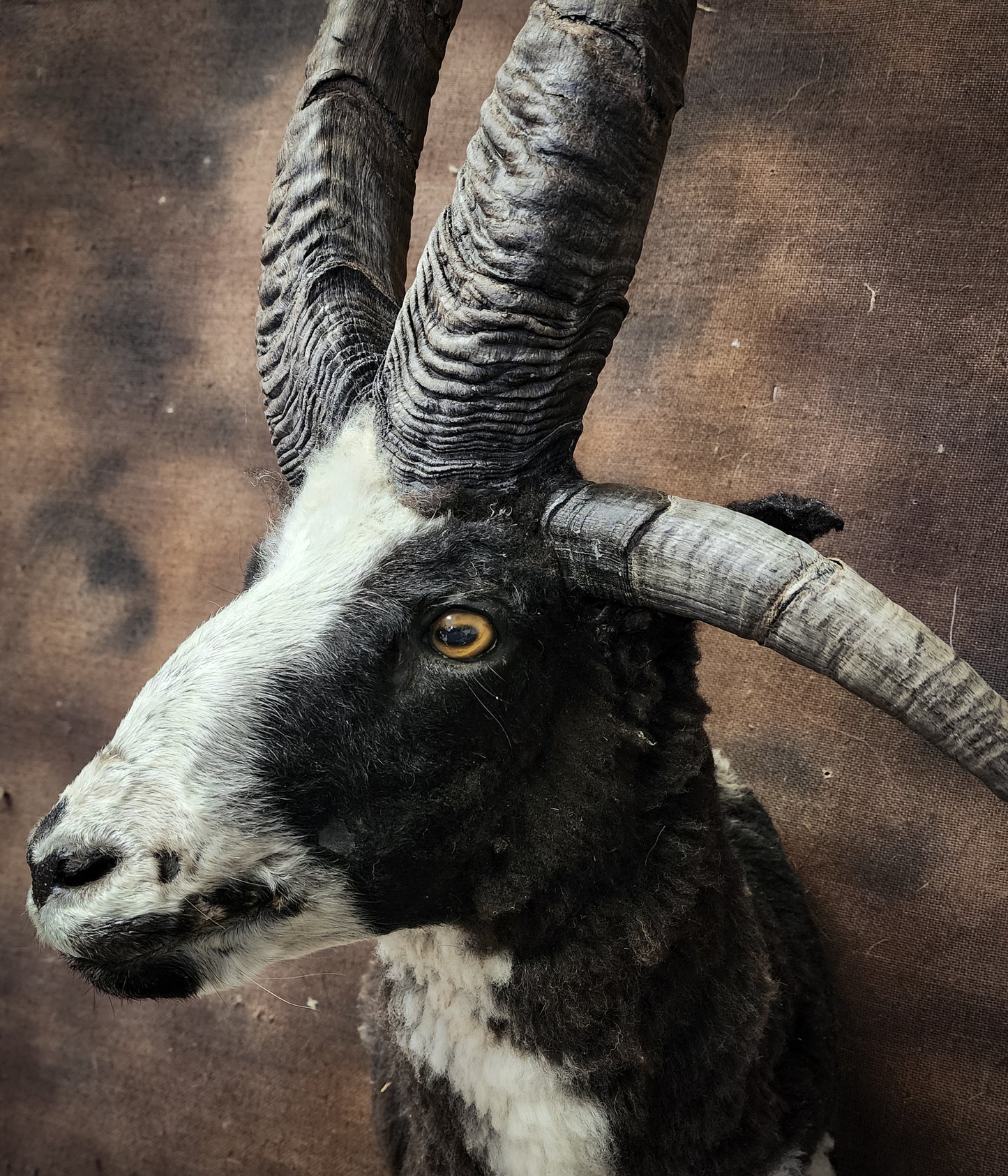 Jacob Sheep Shoulder Mount