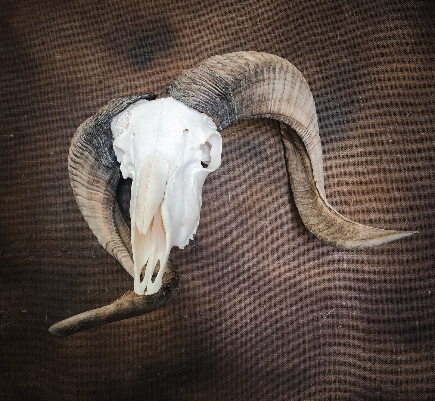 Unusual Ram Skull, Real Bone/Horns