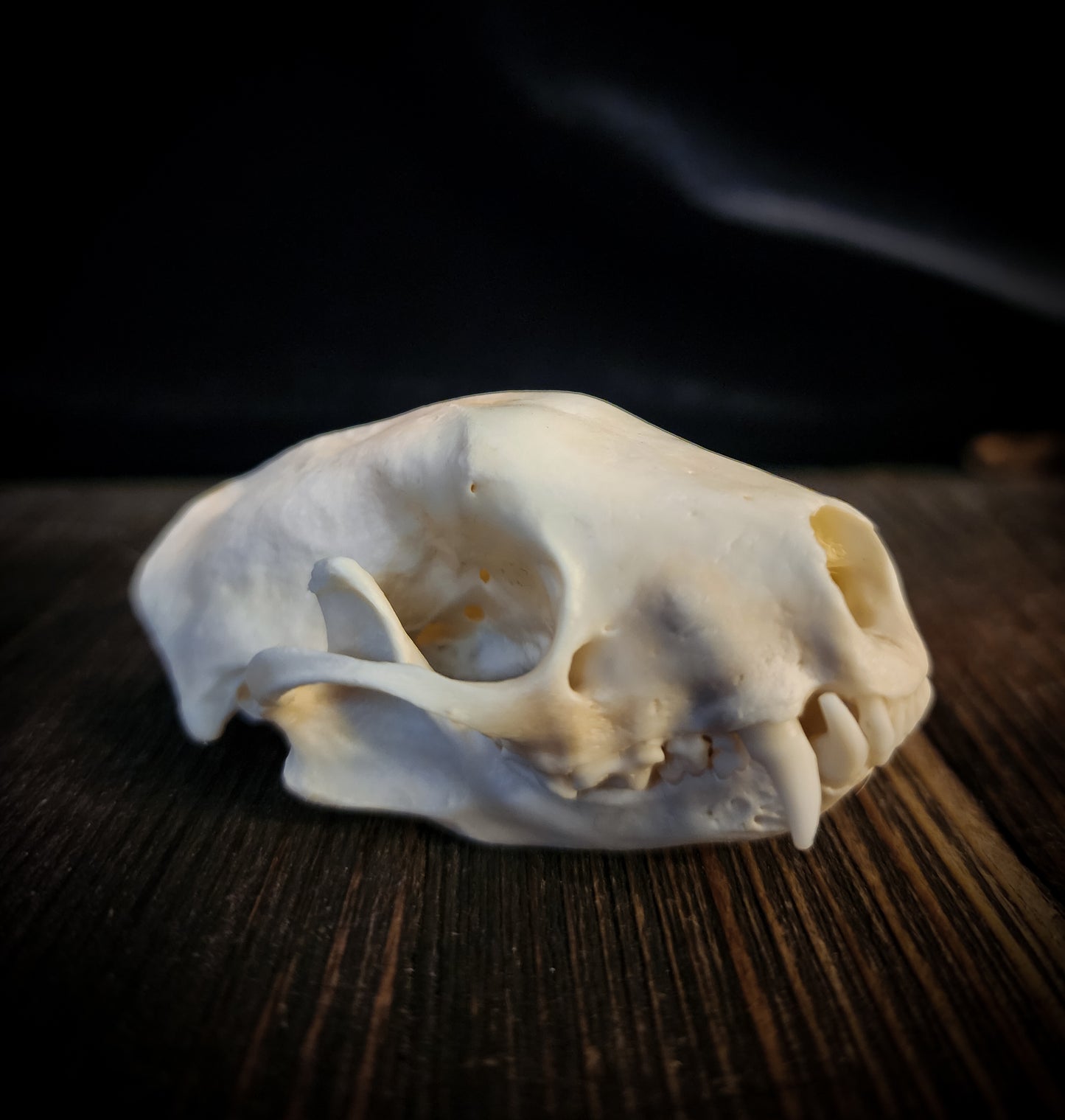 Skunk Skull, Real Bone