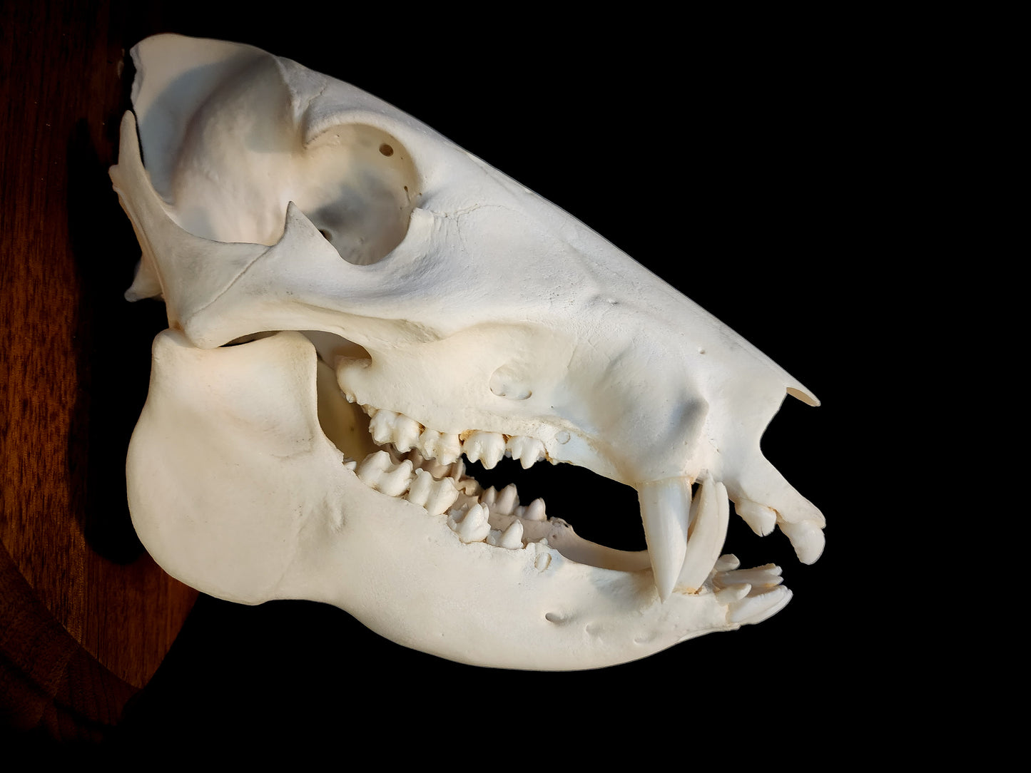 Javelina Skull Mount, Real Bone