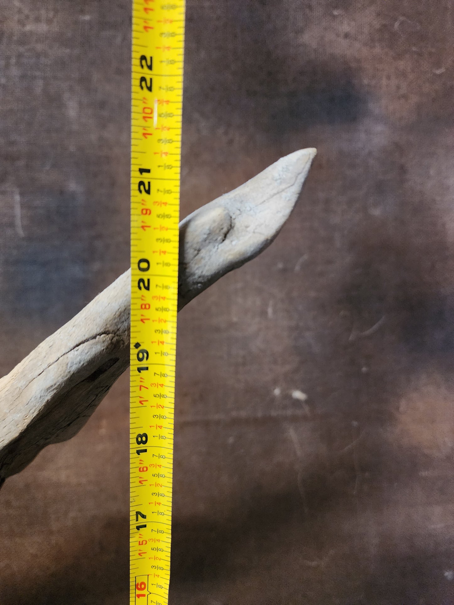 Coyote Shoulder Mount