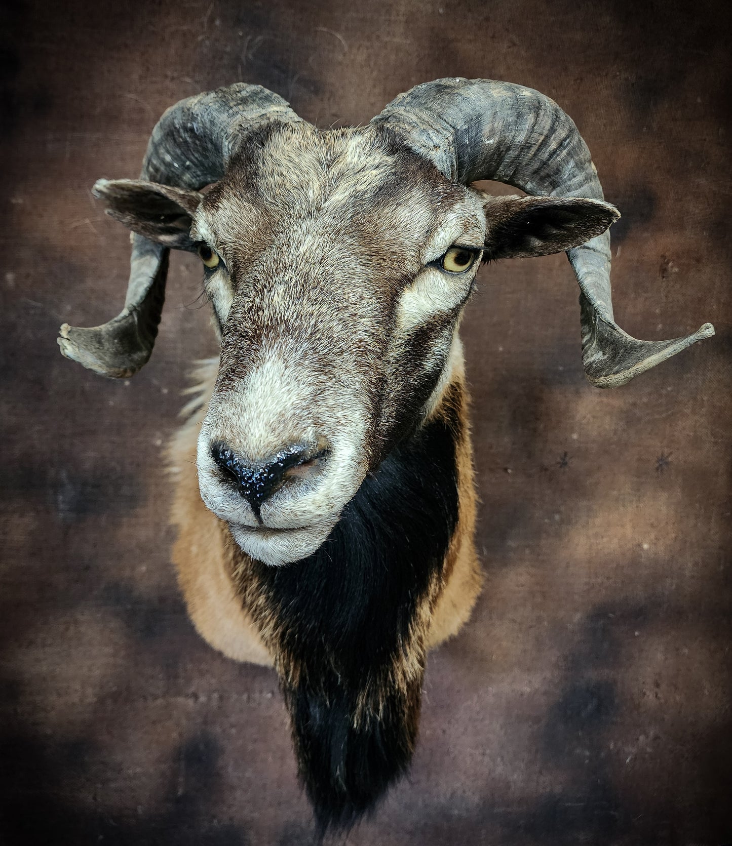 Ram Taxidermy Shoulder Mount