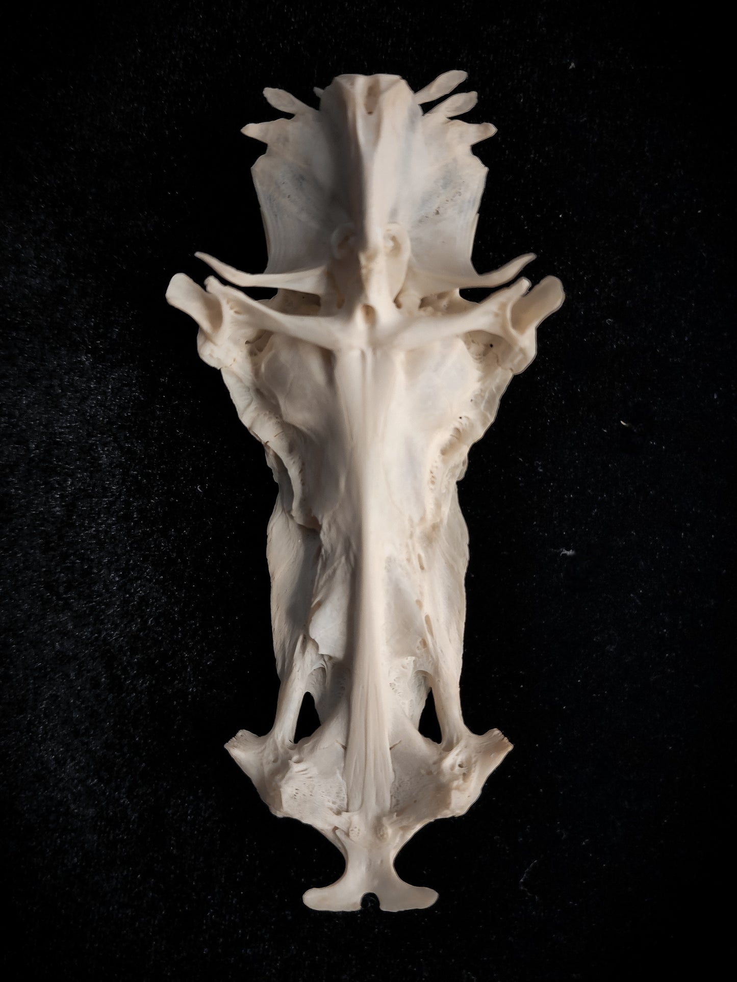 The Legend Of The Crucifix Fish