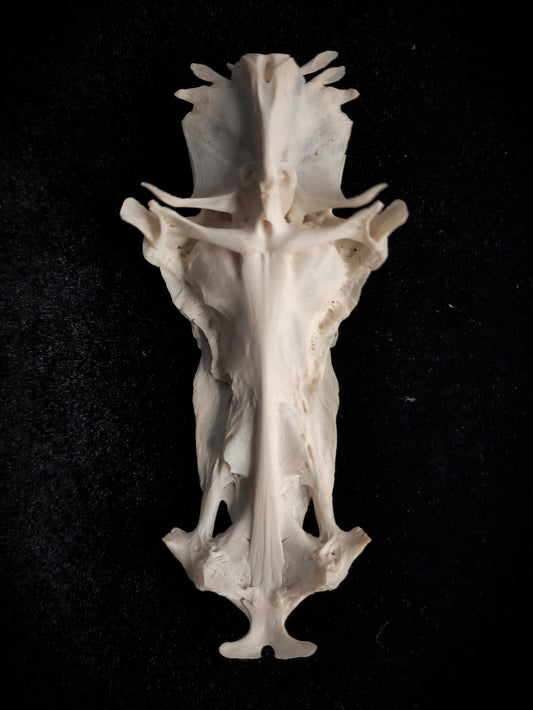 The Legend Of The Crucifix Fish