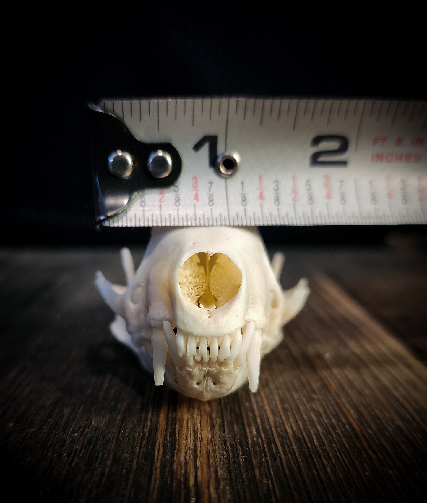 Skunk Skull, Real Bone