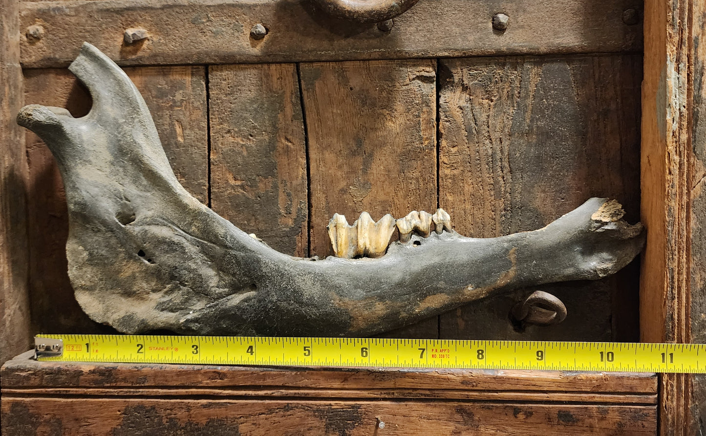 Fossilized Bison Mandible