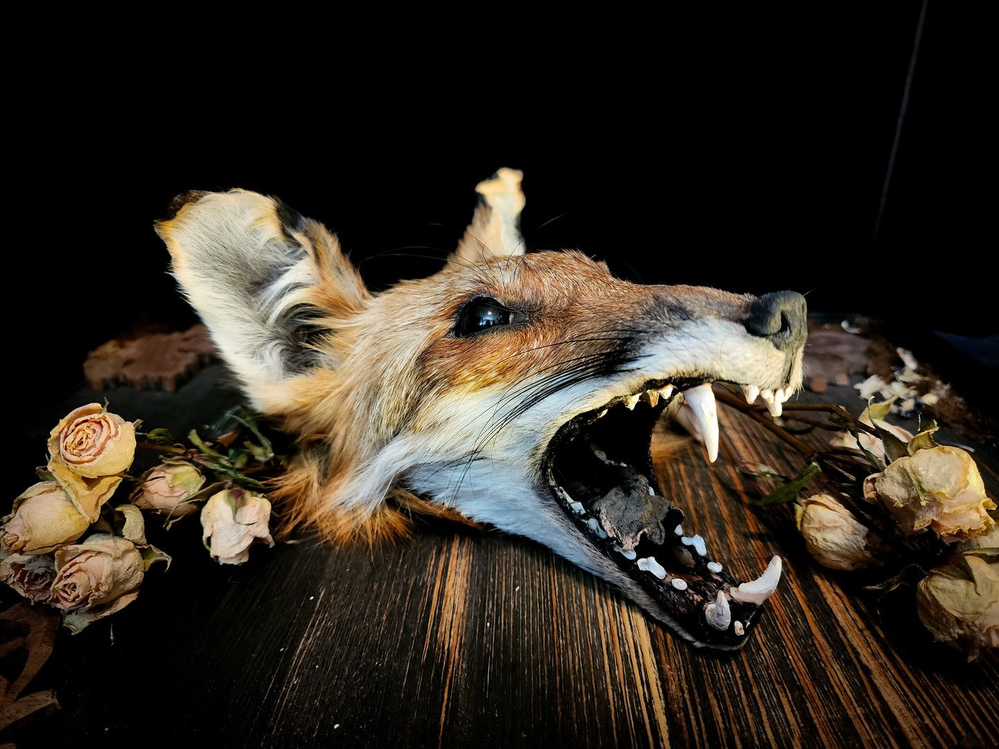 Mummified Fox Head