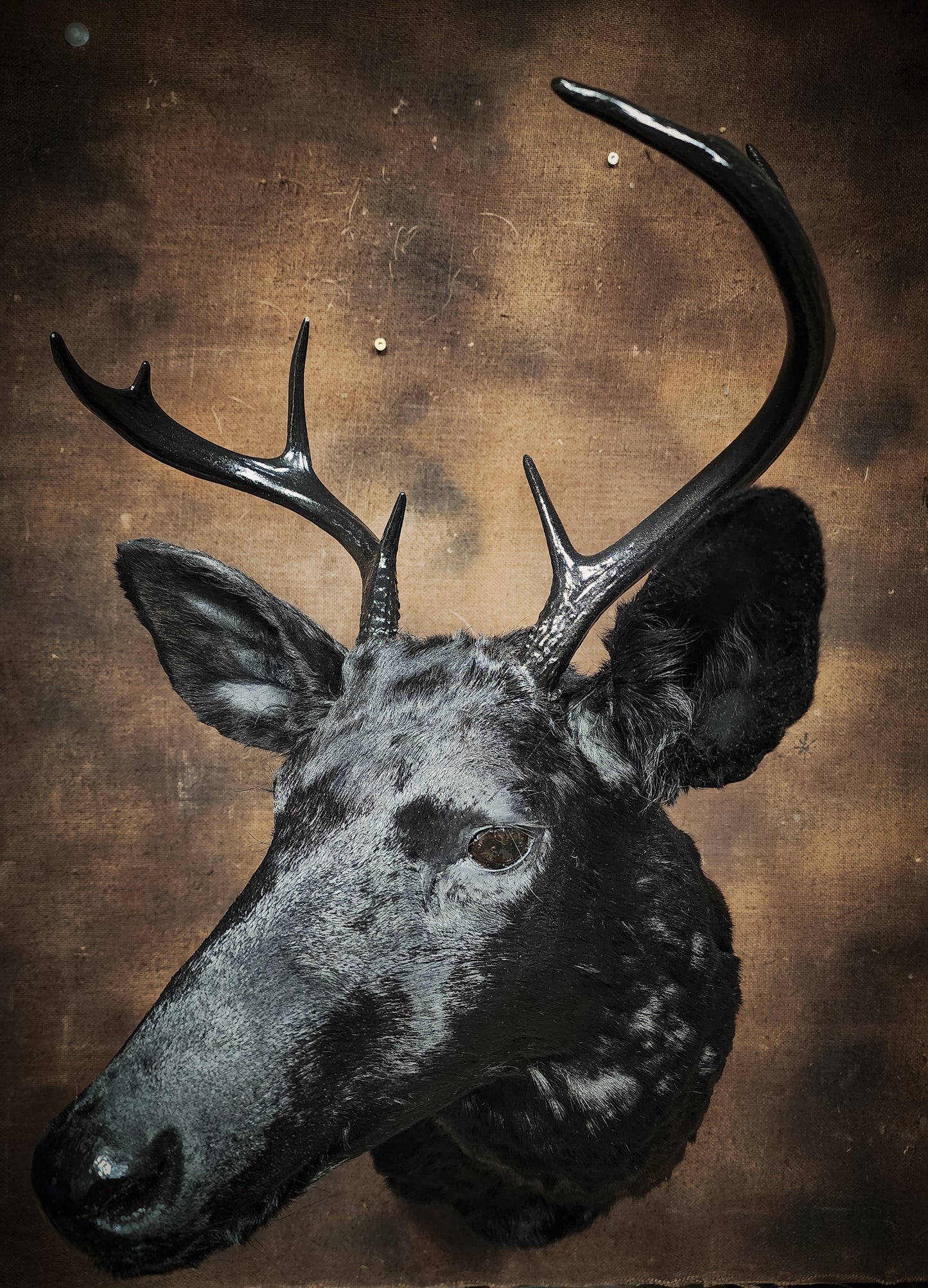 Black Deer Taxidermy Mount