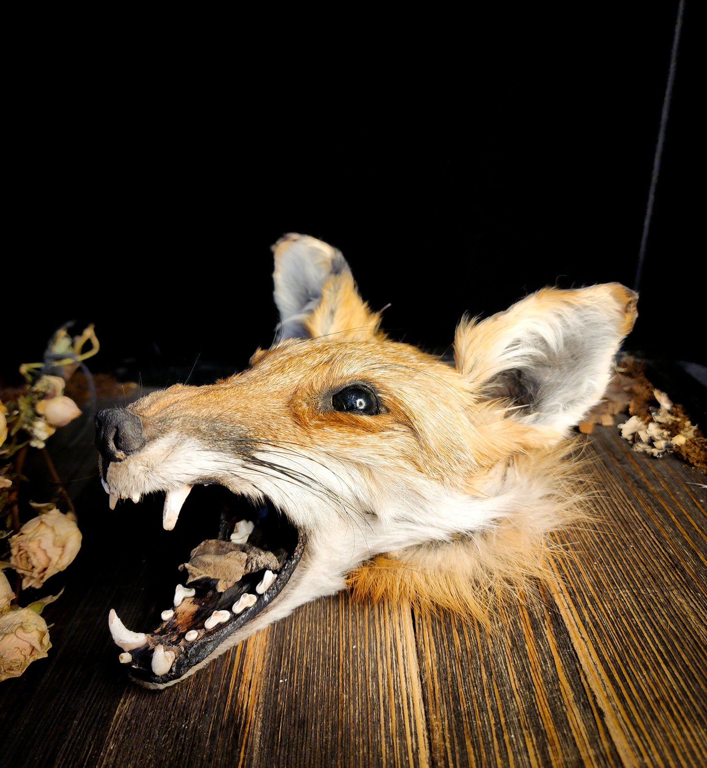 Mummified Fox Head