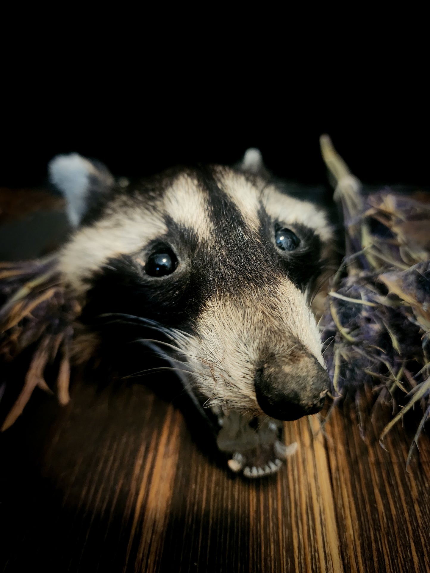 Mummified Raccoon Head