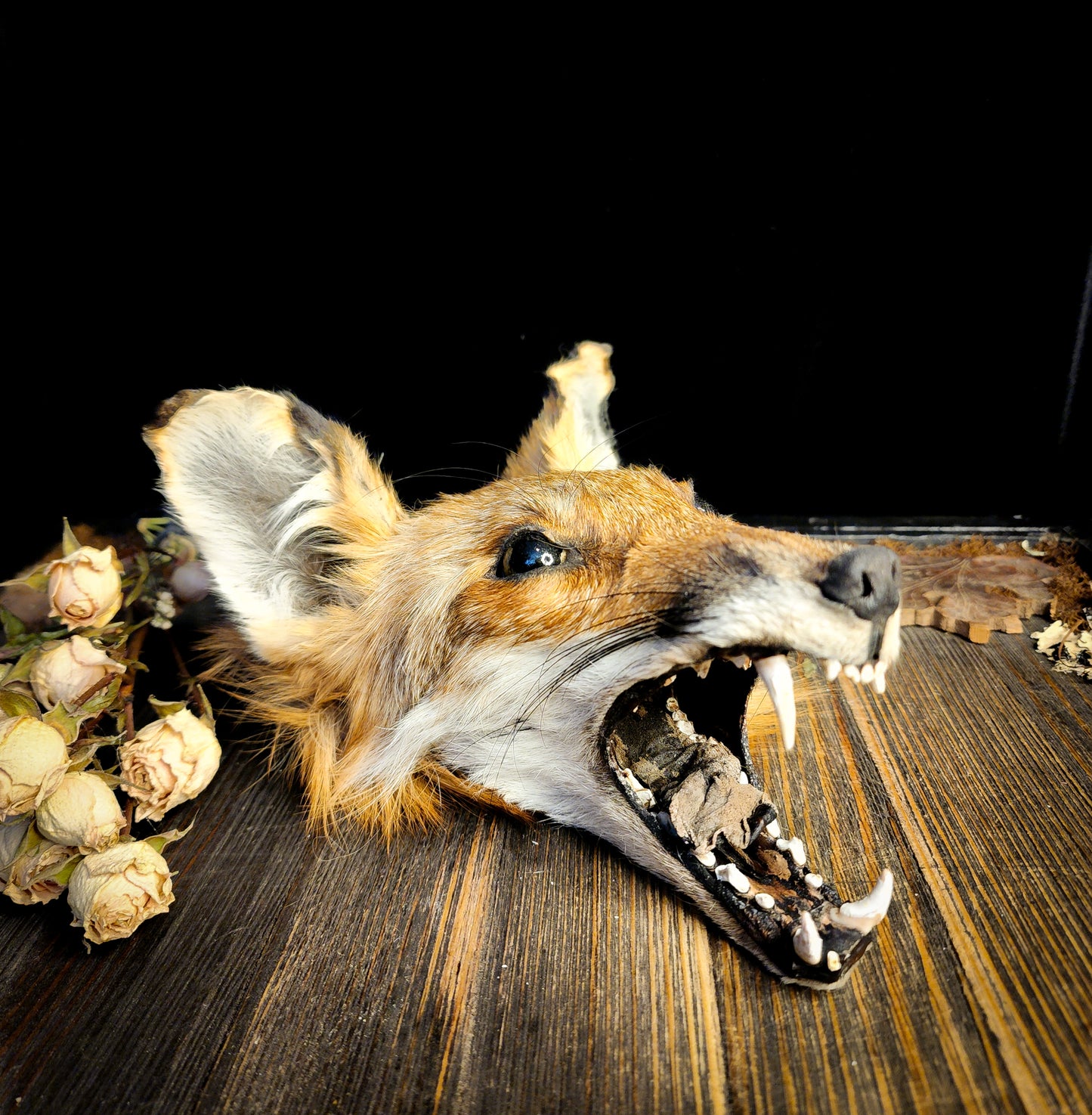 Mummified Fox Head