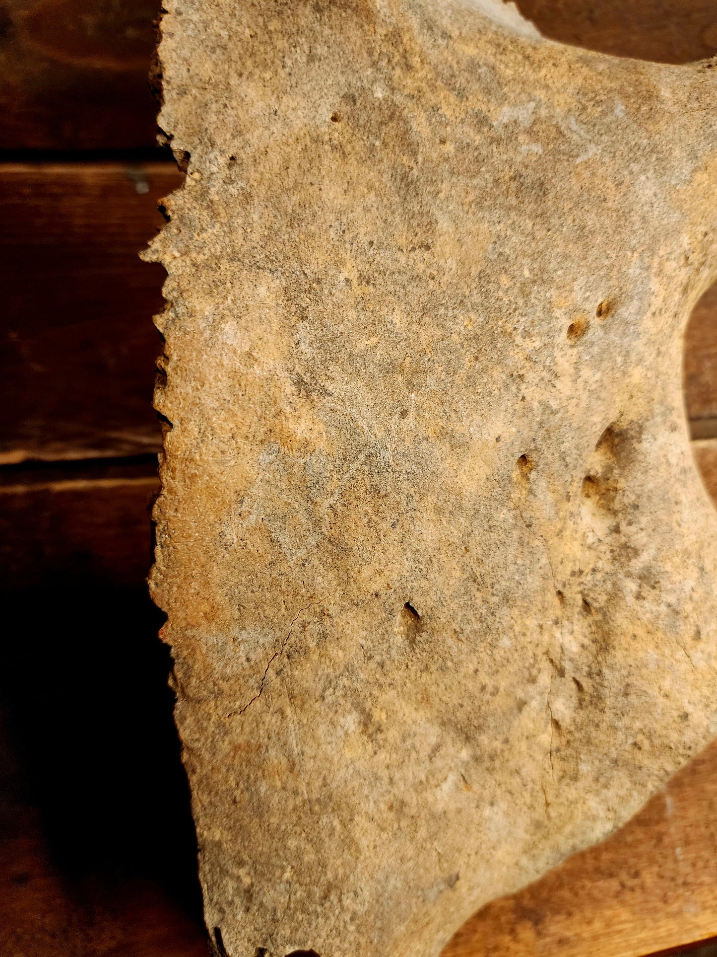 Fossilized Bison Skull Cap