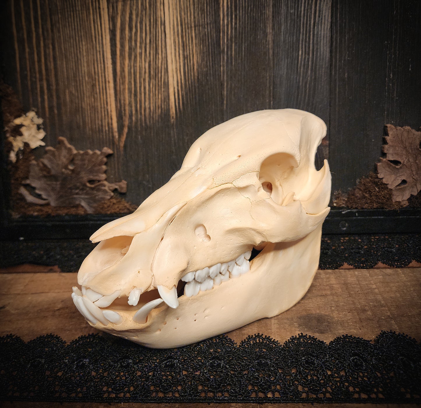Hog Skull, Real Bone