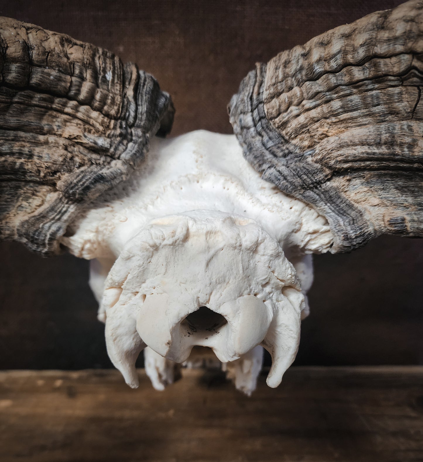 Authentic Ram Skull