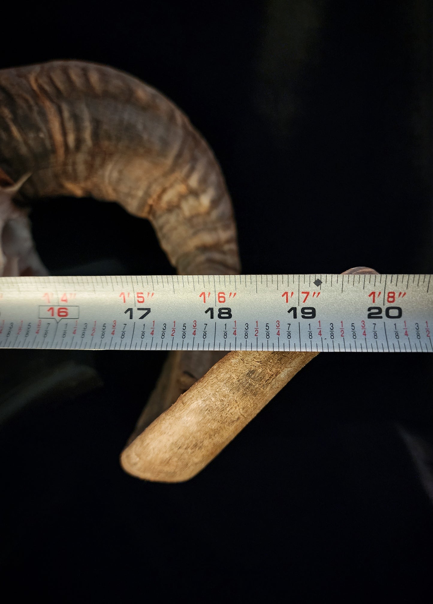 Ram Skull On Custom Black Wooden Stand