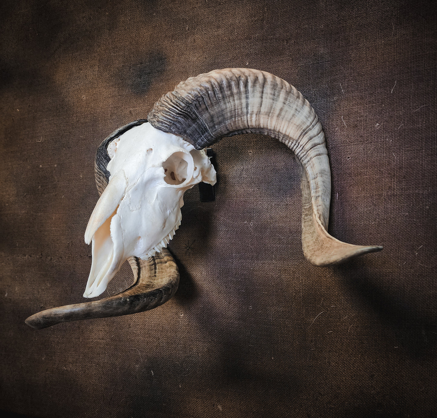 Unusual Ram Skull, Real Bone/Horns