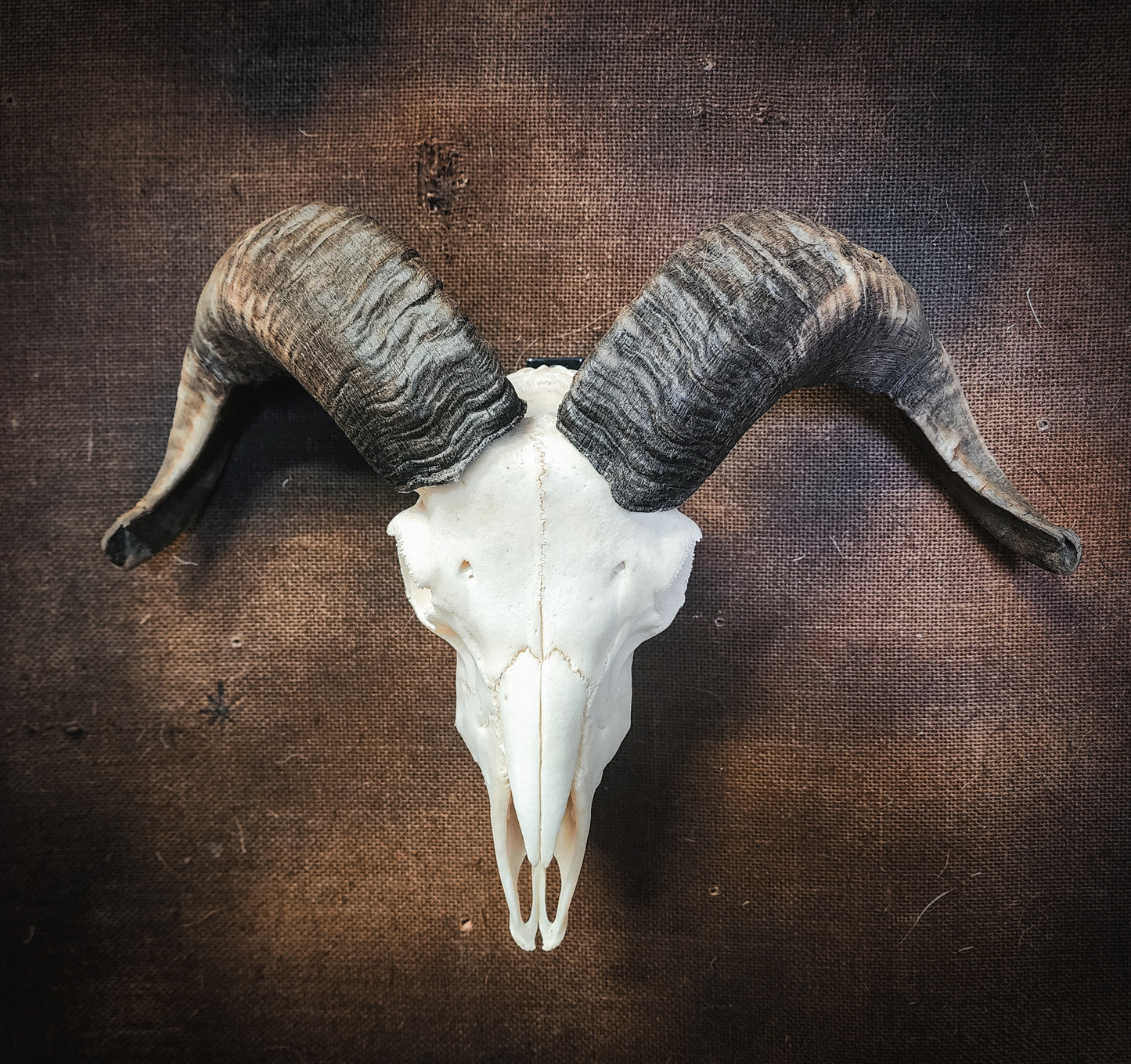 Authentic Ram Skull