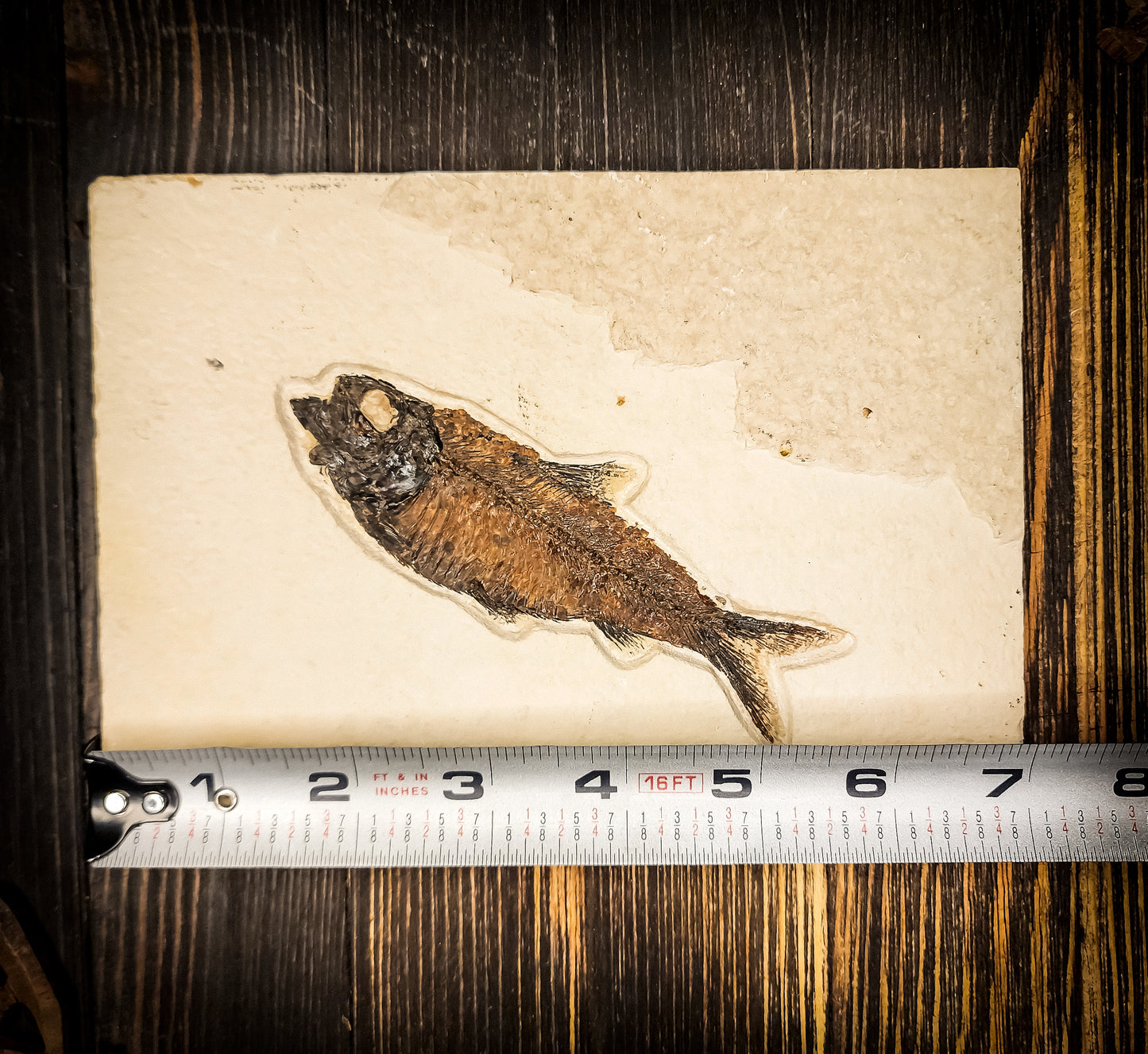 50-Million-Year-Old Knightia Eocaena Fish Fossil