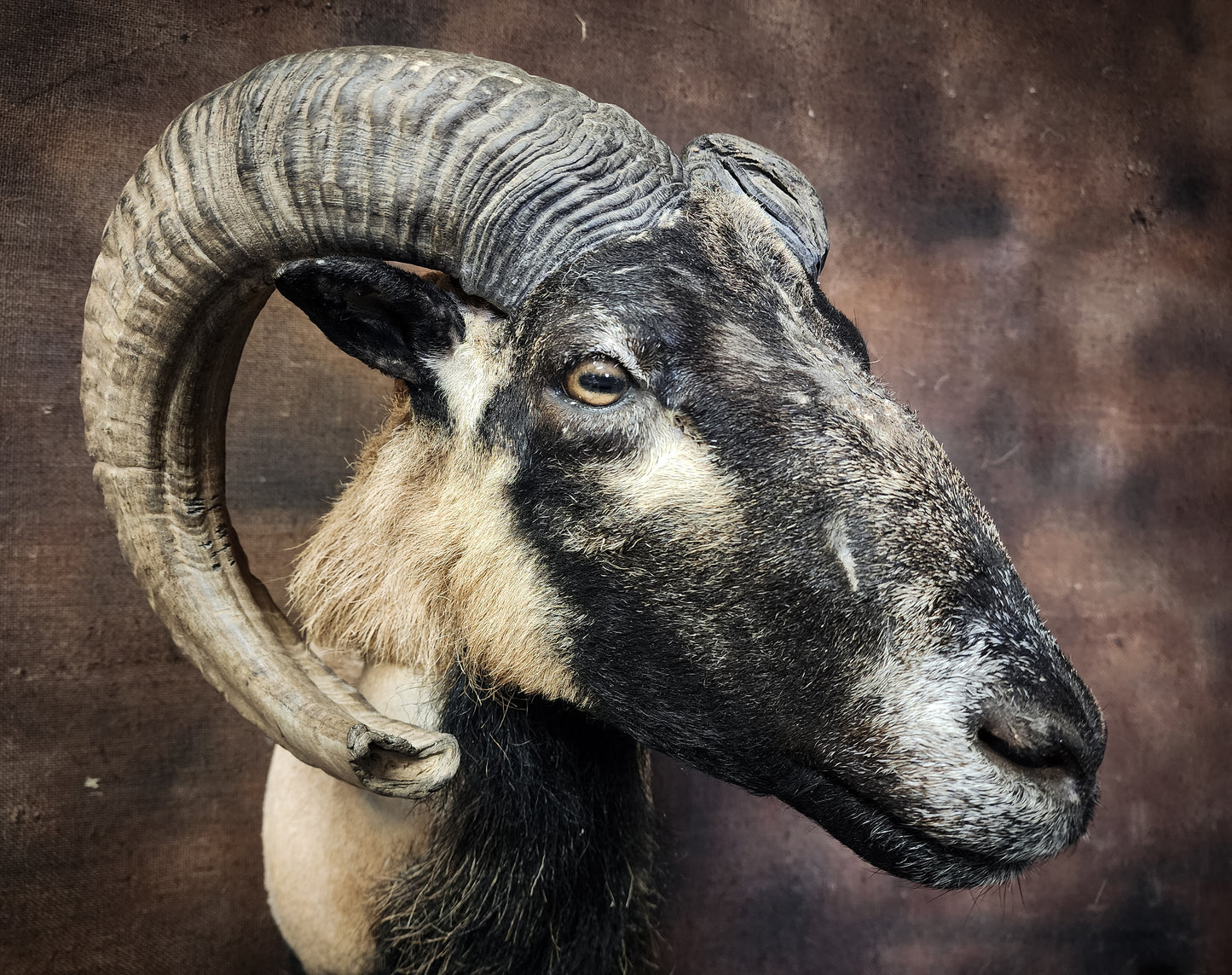 Taxidermy Ram Shoulder Mount