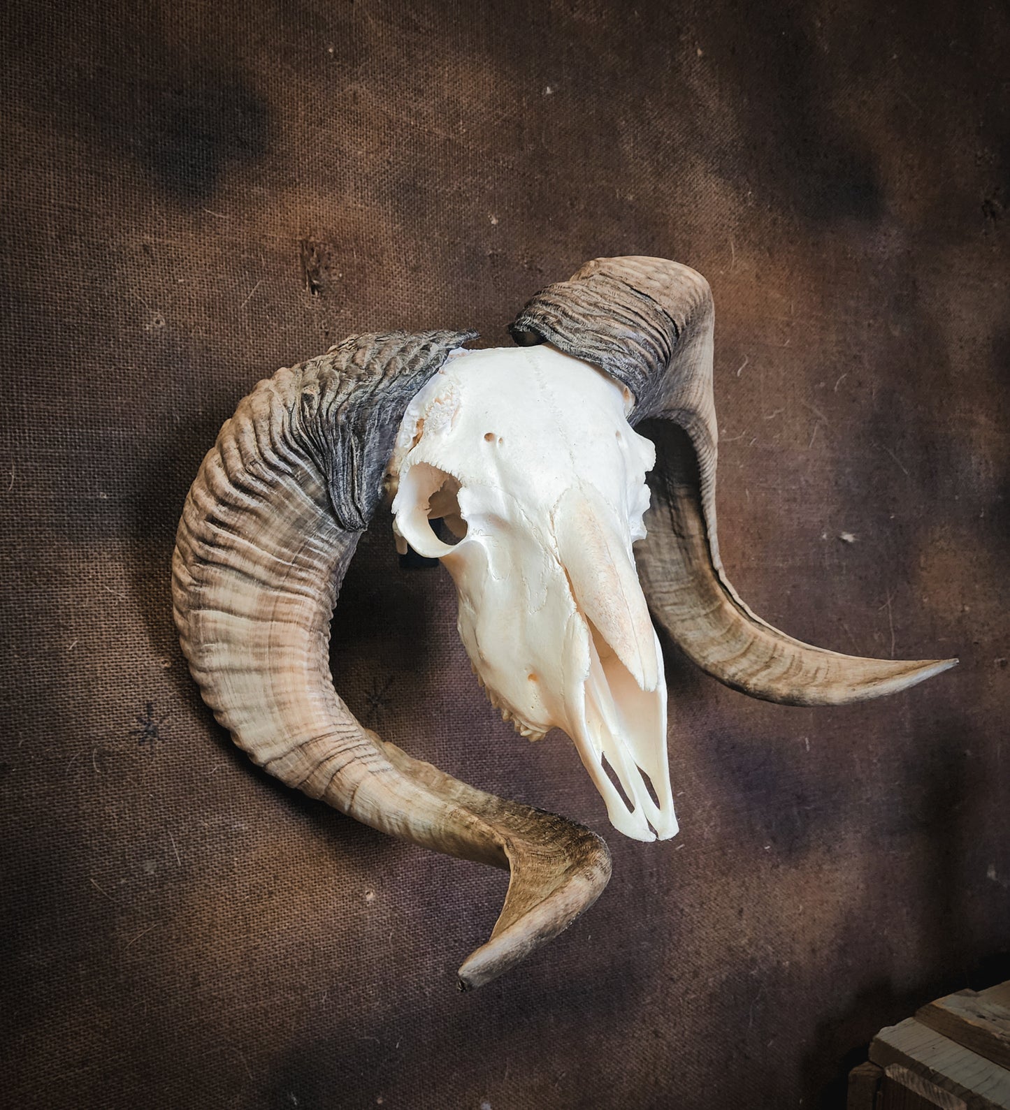 Unusual Ram Skull, Real Bone/Horns