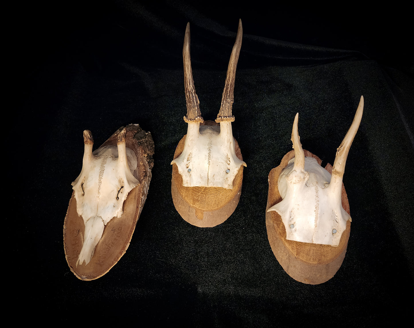 Three Vintage Roe Deer Antler Plaques