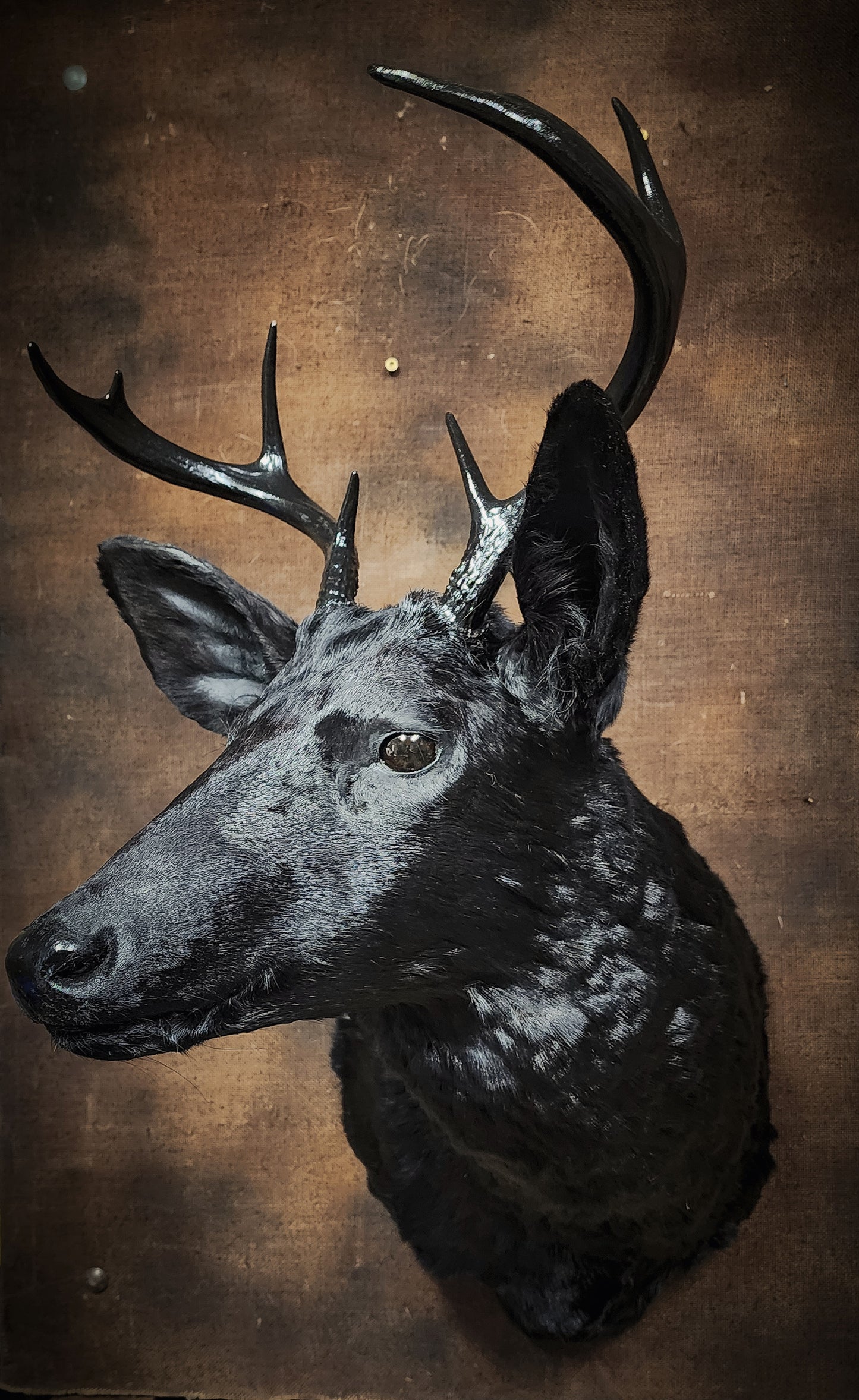 Black Deer Taxidermy Mount