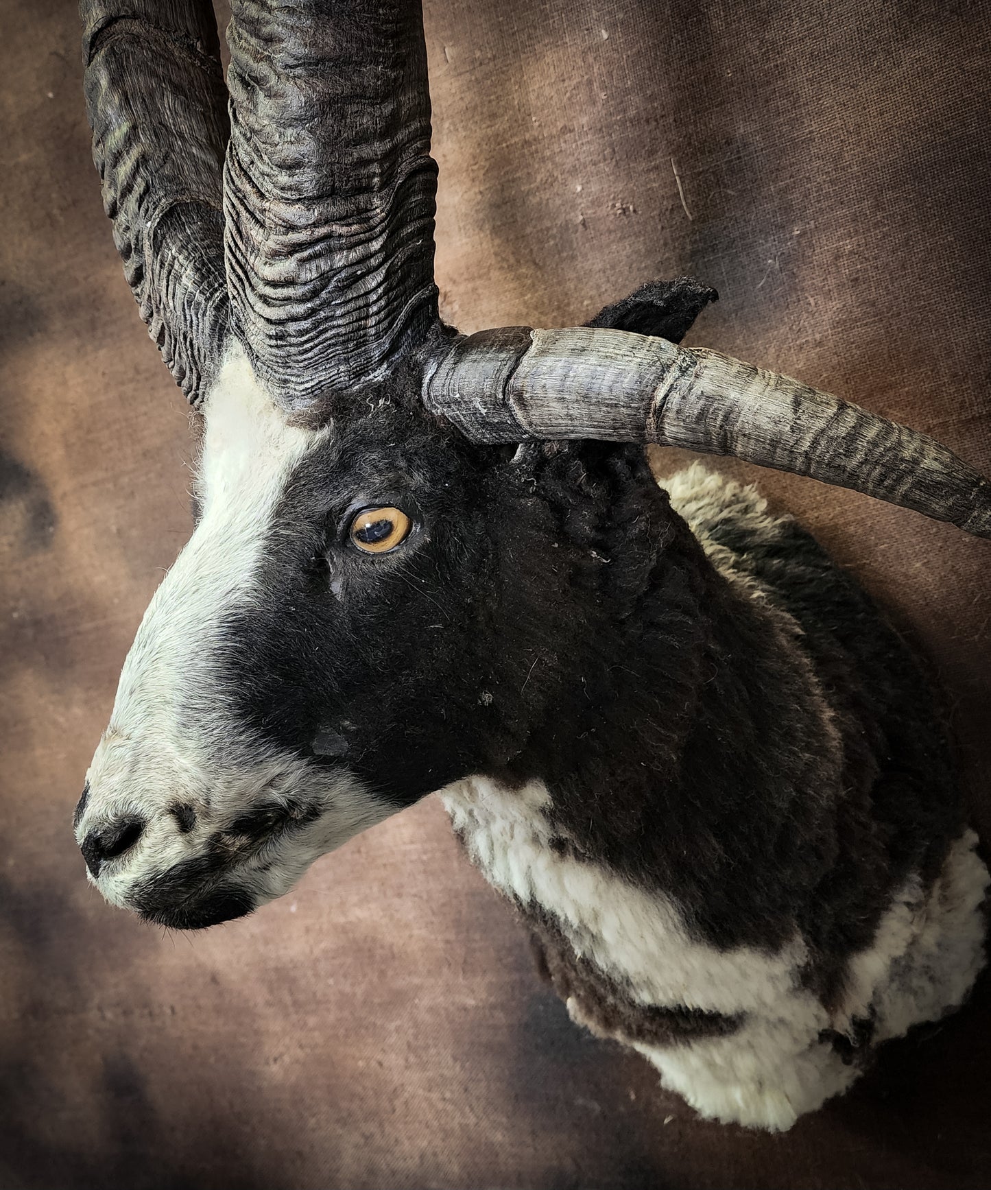 Jacob Sheep Shoulder Mount