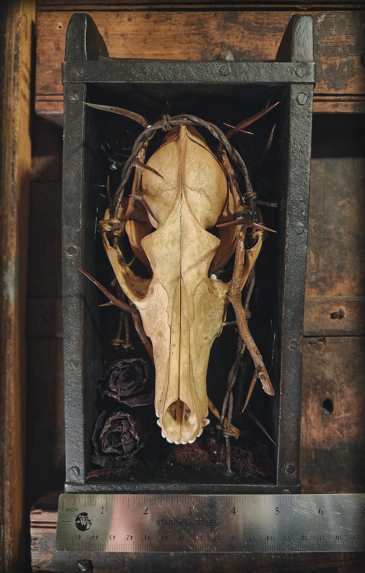 Coyote Display