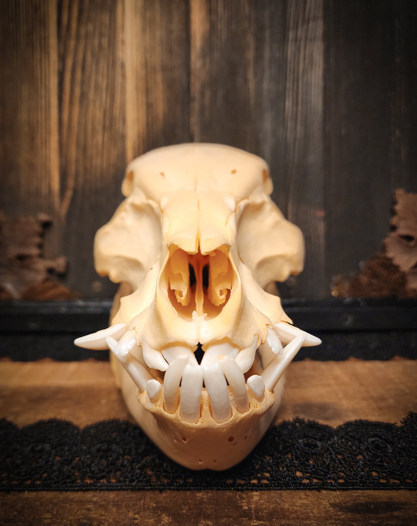 Hog Skull, Real Bone