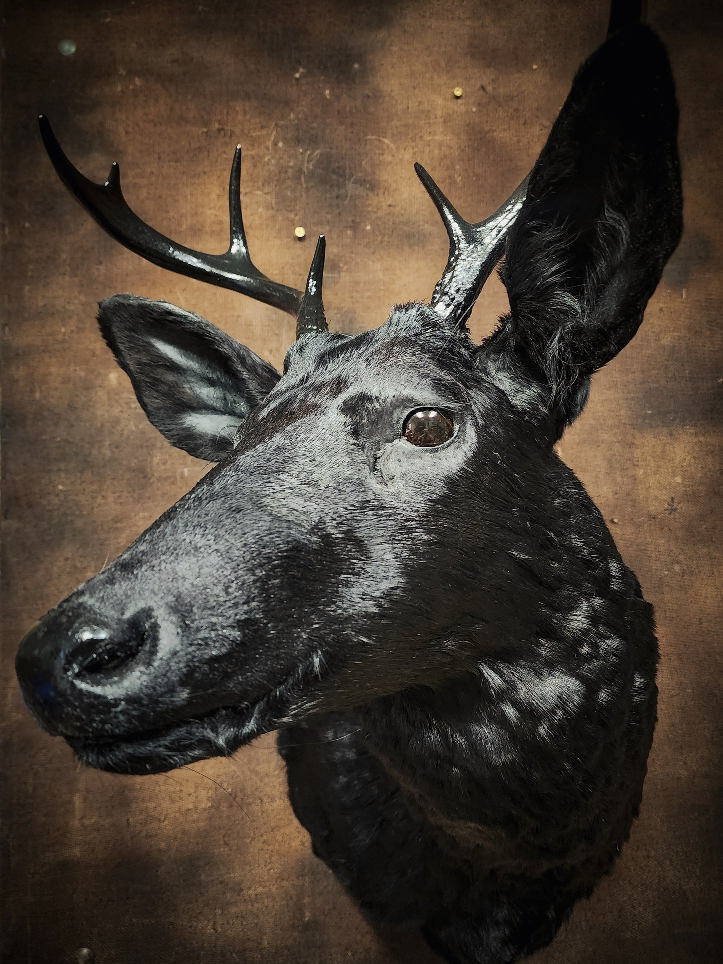 Black Deer Taxidermy Mount