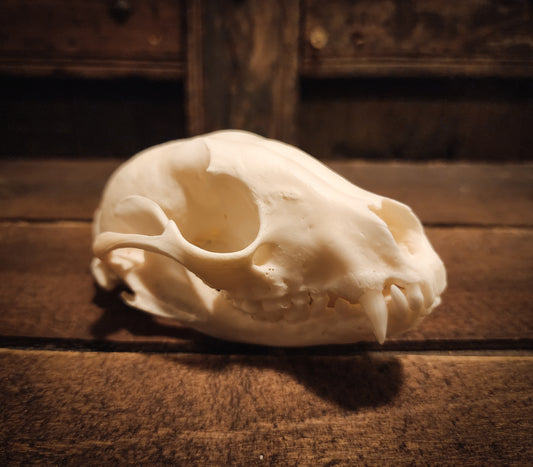 Adolescent Raccoon Skull