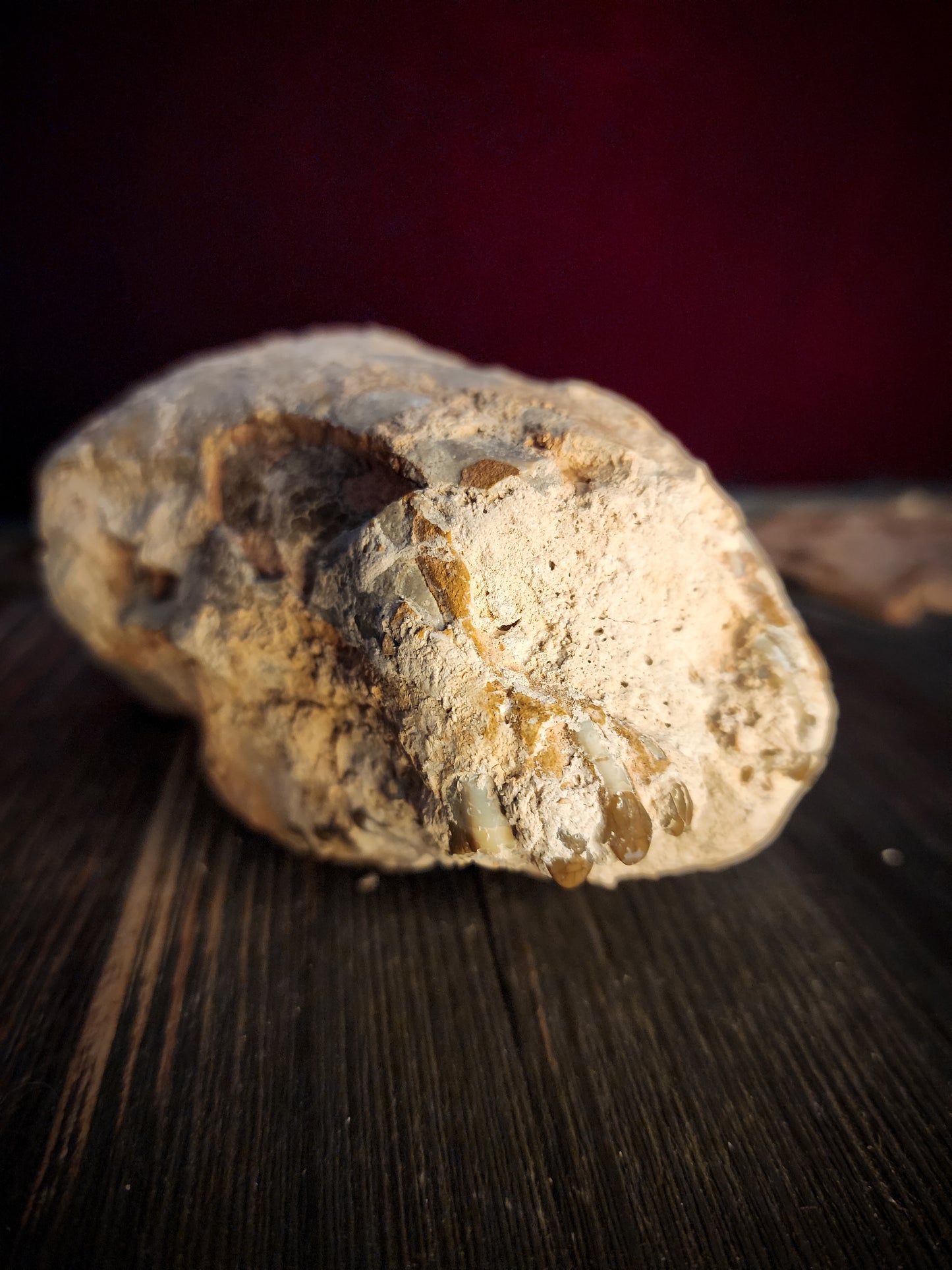 Fossilized Oreodont Partial Skull