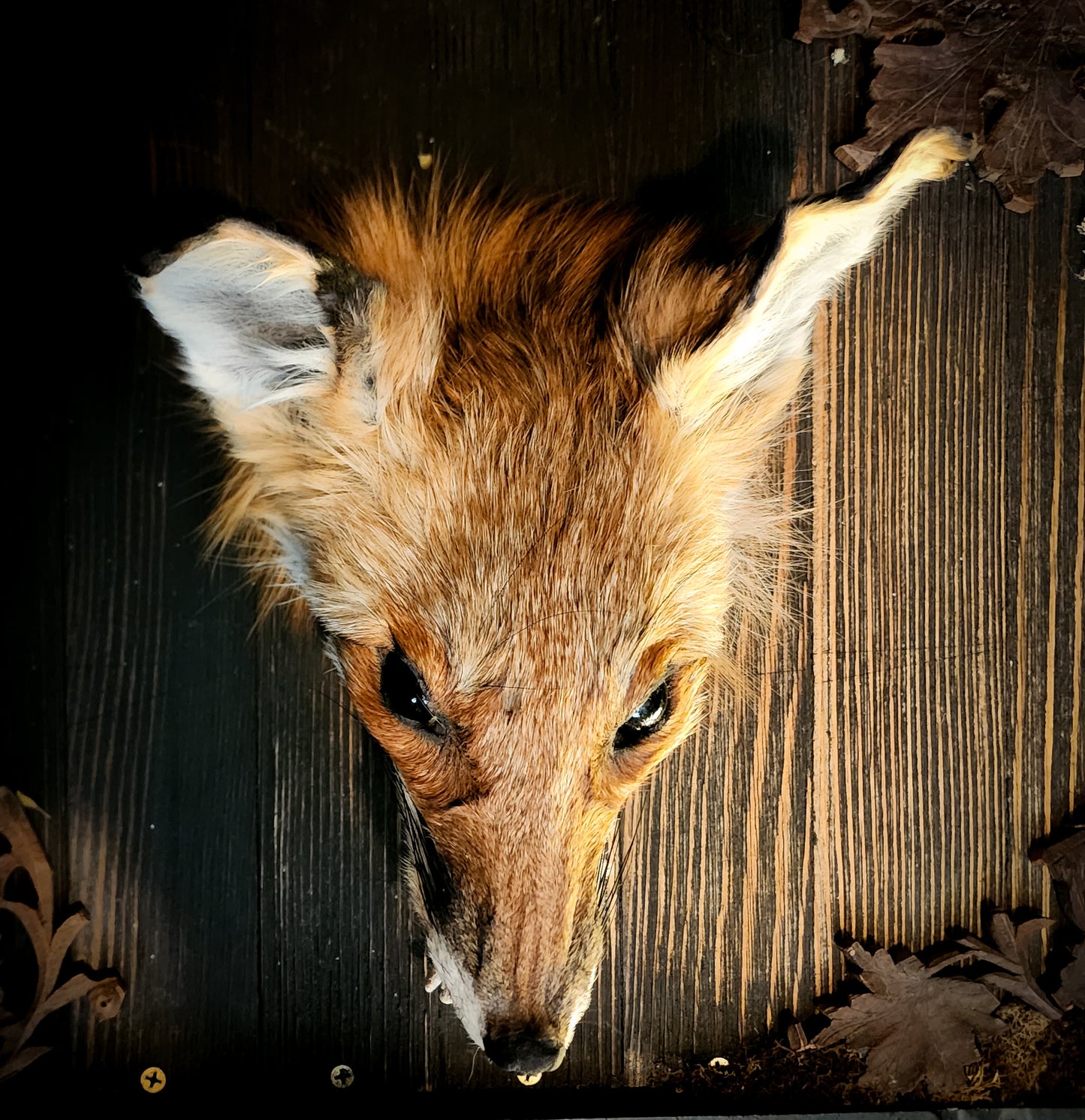 Mummified Fox Head