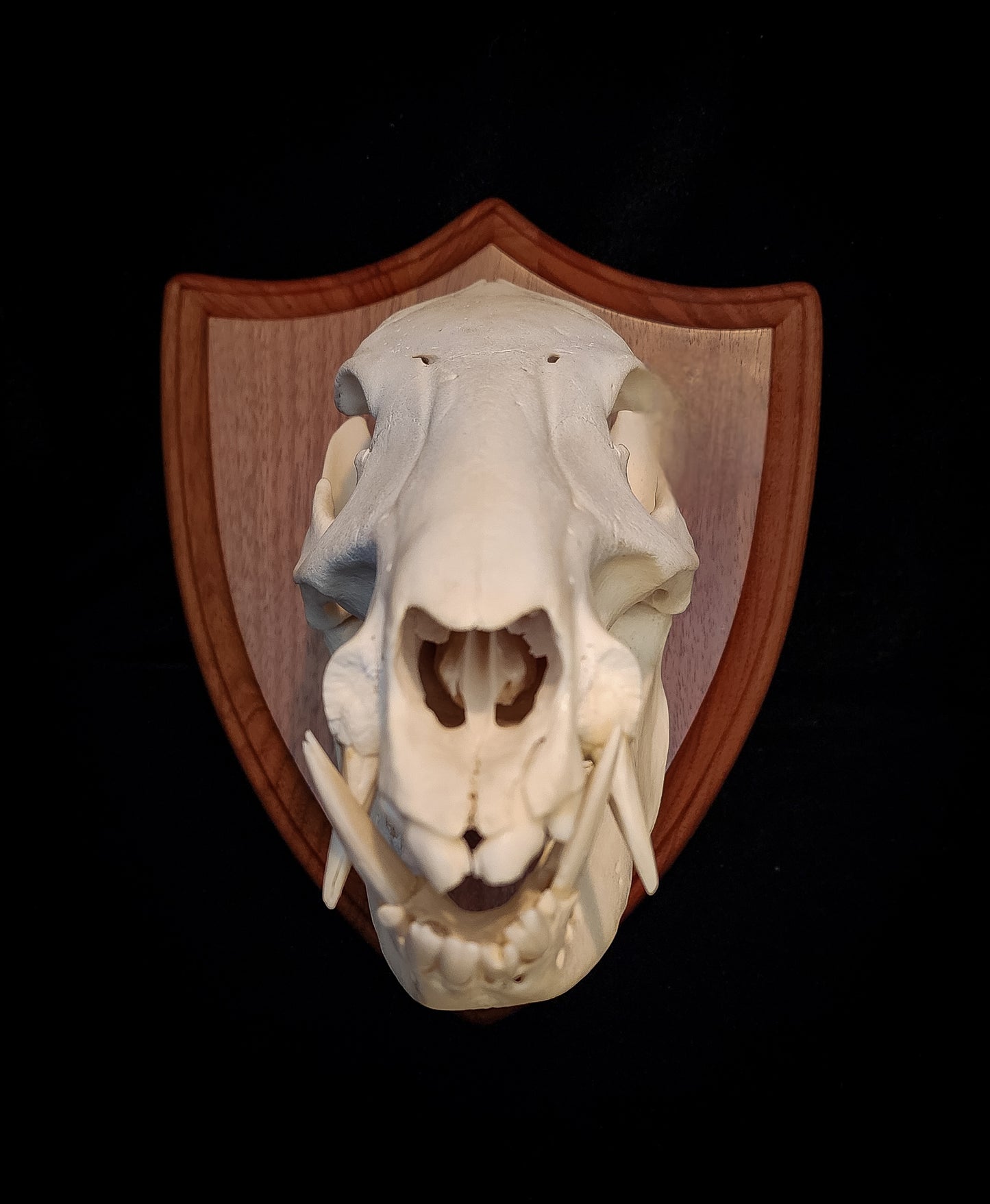 Javelina Skull Mount, Real Bone