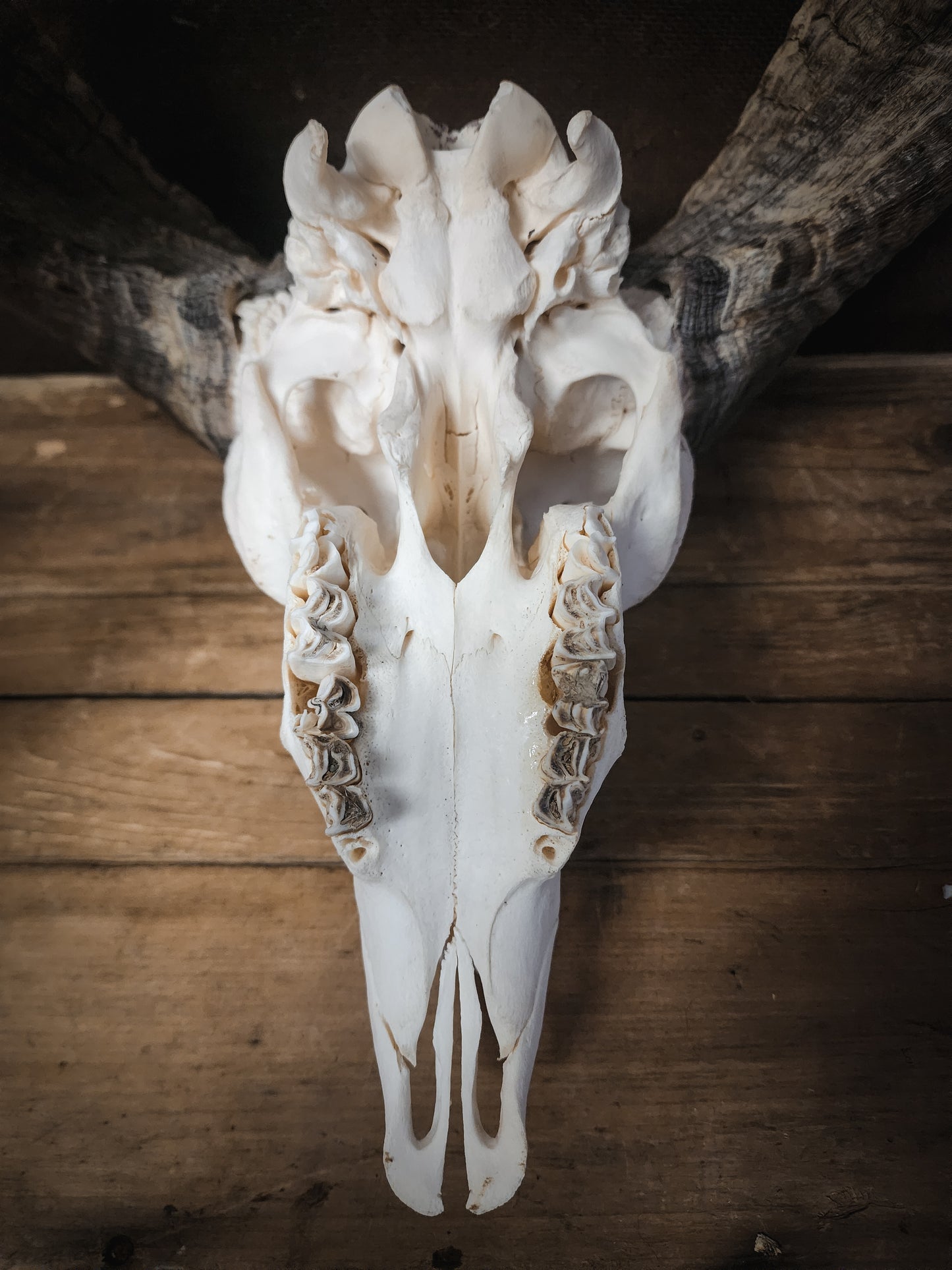 Authentic Ram Skull