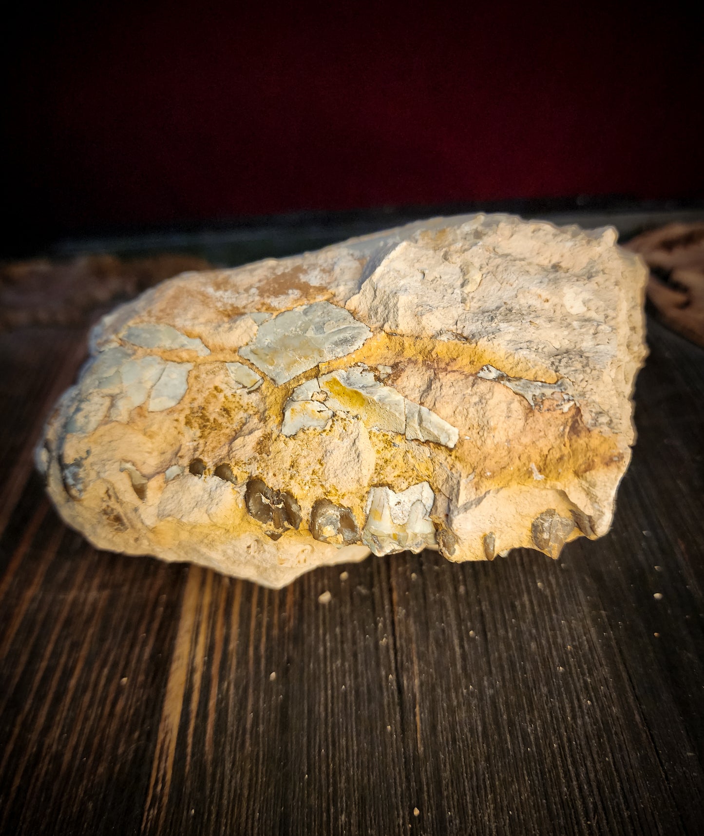 Fossilized Oreodont Partial Skull