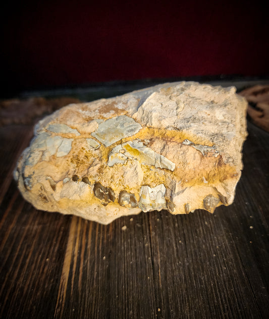 Fossilized Oreodont Partial Skull
