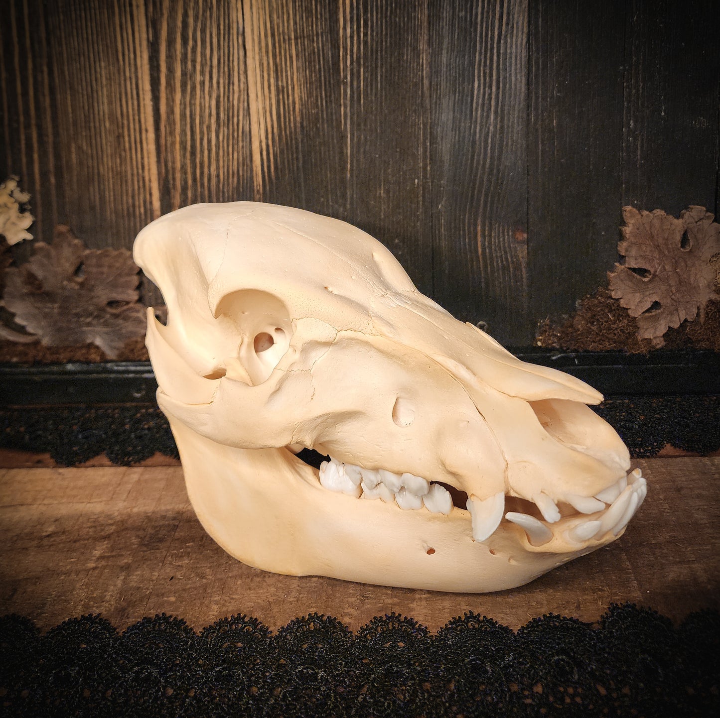 Hog Skull, Real Bone