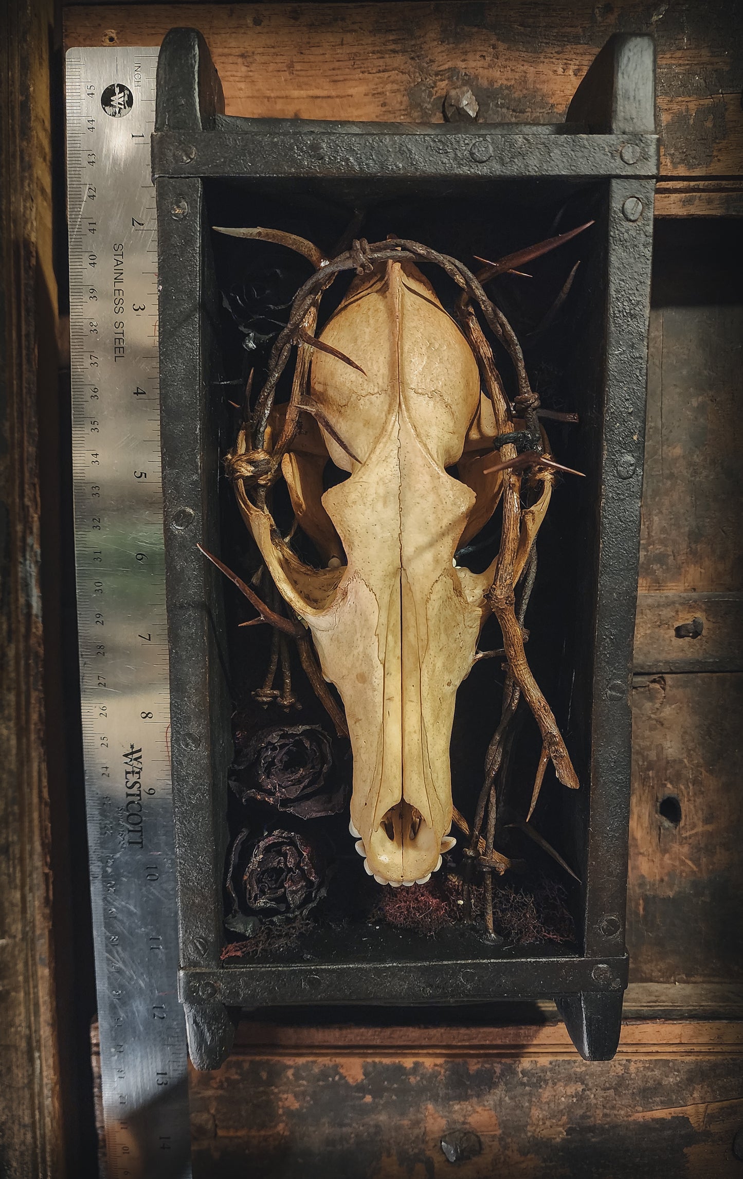 Coyote Display