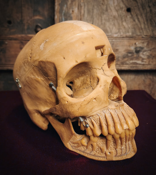 Vintage Replica Medical Skull Model