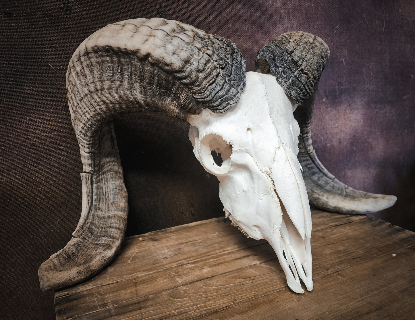 Authentic Ram Skull