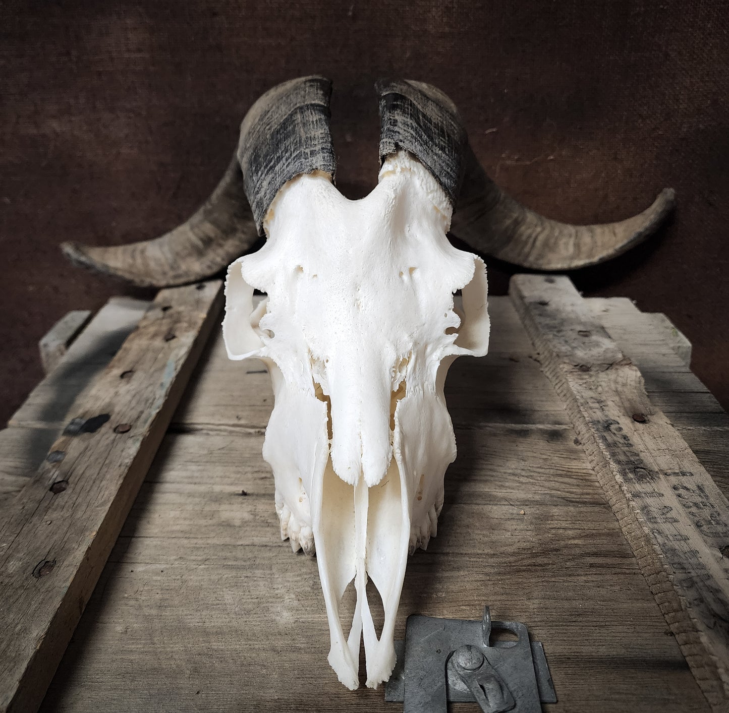 Authentic Goat Skull